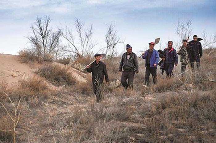 चीन के टेंगर रेगिस्तान में हरित करिश्मे की कहानी